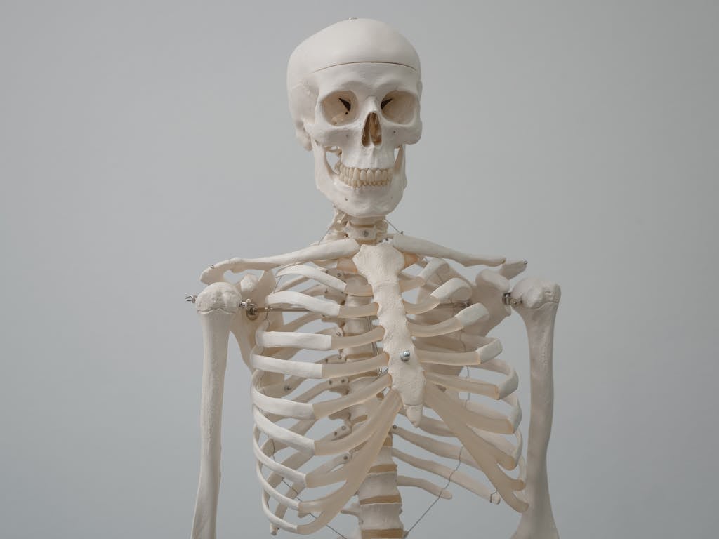 Human Skeleton Model