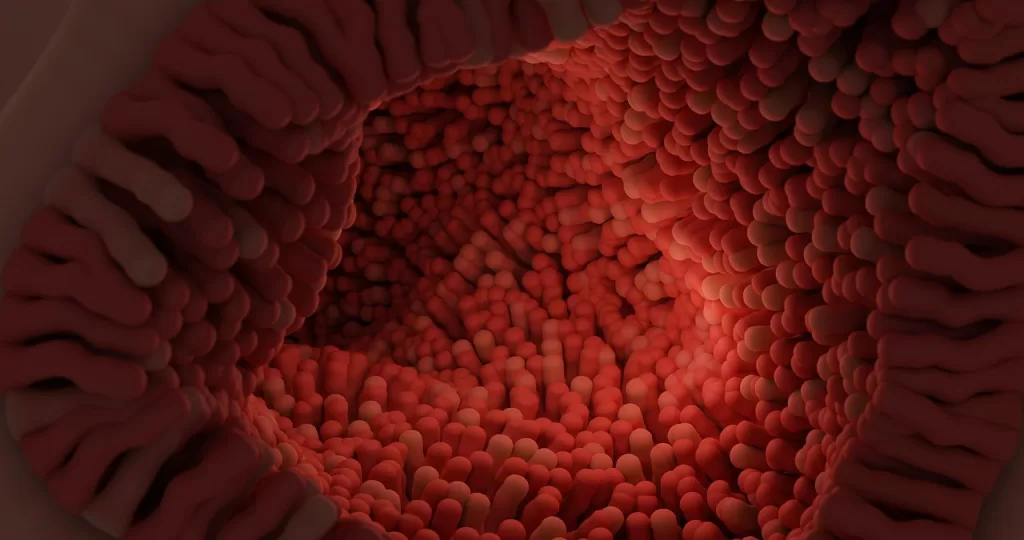 intestinal villi, villi, digestive system, anatomy, biology, science, human anatomy, gut, internal structure, small intestine